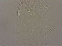 Hypsibius pallidus image