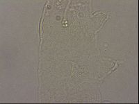 Hypsibius pallidus image