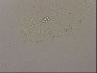 Hypsibius pallidus image