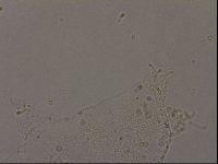 Hypsibius pallidus image