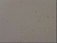 Hypsibius pallidus image