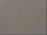 Hypsibius pallidus image