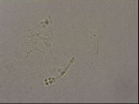 Hypsibius pallidus image