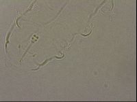 Hypsibius pallidus image