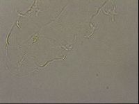 Hypsibius pallidus image