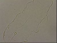Hypsibius pallidus image
