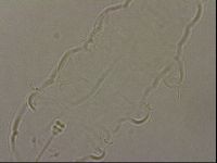 Hypsibius pallidus image