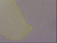Hypsibius pallidus image
