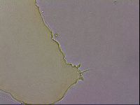 Hypsibius pallidus image