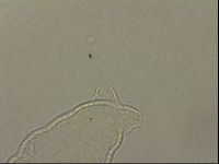 Hypsibius pallidus image