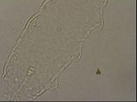 Hypsibius pallidus image