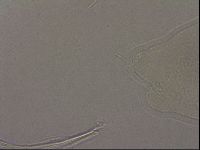 Hypsibius pallidus image