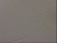 Hypsibius pallidus image