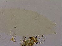 Ramazzottius oberhaeuseri image