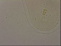 Ramazzottius oberhaeuseri image