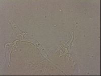 Ramazzottius oberhaeuseri image