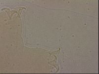 Ramazzottius oberhaeuseri image