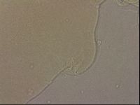 Ramazzottius oberhaeuseri image