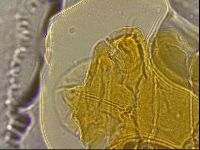 Ramazzottius oberhaeuseri image