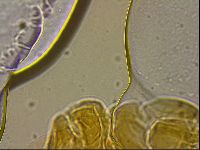 Ramazzottius oberhaeuseri image
