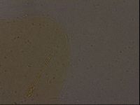 Ramazzottius oberhaeuseri image