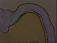 Ramazzottius oberhaeuseri image
