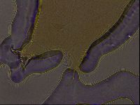 Ramazzottius oberhaeuseri image