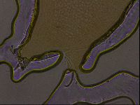 Ramazzottius oberhaeuseri image