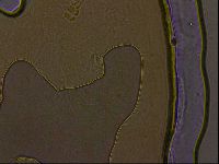 Ramazzottius oberhaeuseri image