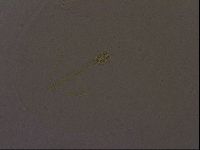 Ramazzottius oberhaeuseri image