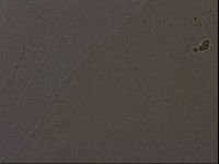 Ramazzottius oberhaeuseri image