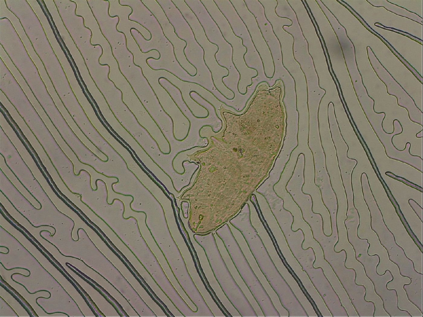 Ramazzottius oberhaeuseri image