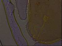 Ramazzottius oberhaeuseri image