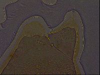 Ramazzottius oberhaeuseri image