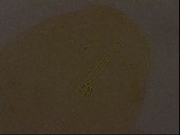 Ramazzottius oberhaeuseri image