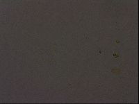 Ramazzottius oberhaeuseri image