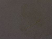 Ramazzottius oberhaeuseri image
