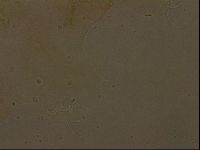 Ramazzottius oberhaeuseri image