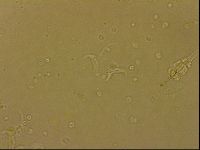 Ramazzottius oberhaeuseri image