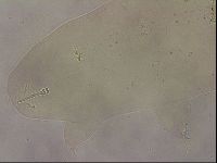 Ramazzottius oberhaeuseri image