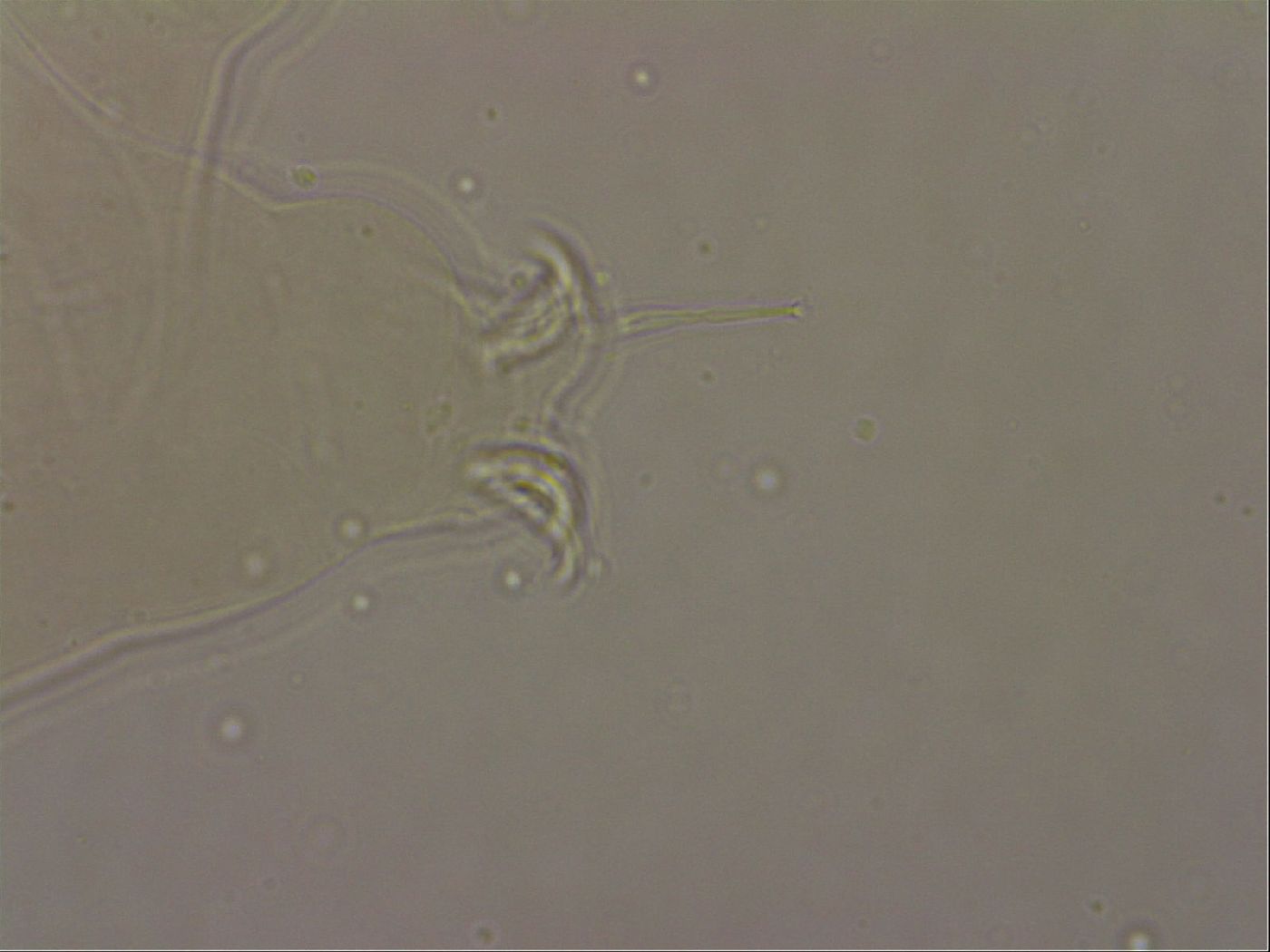Ramazzottius oberhaeuseri image
