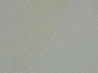 Ramazzottius oberhaeuseri image