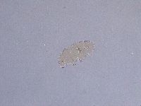 Ramazzottius oberhaeuseri image