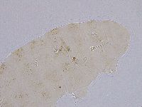 Ramazzottius oberhaeuseri image
