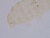 Ramazzottius oberhaeuseri image
