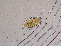 Ramazzottius oberhaeuseri image