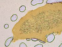 Ramazzottius oberhaeuseri image
