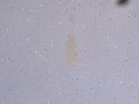 Ramazzottius oberhaeuseri image