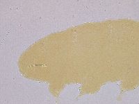 Ramazzottius oberhaeuseri image