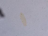 Ramazzottius oberhaeuseri image